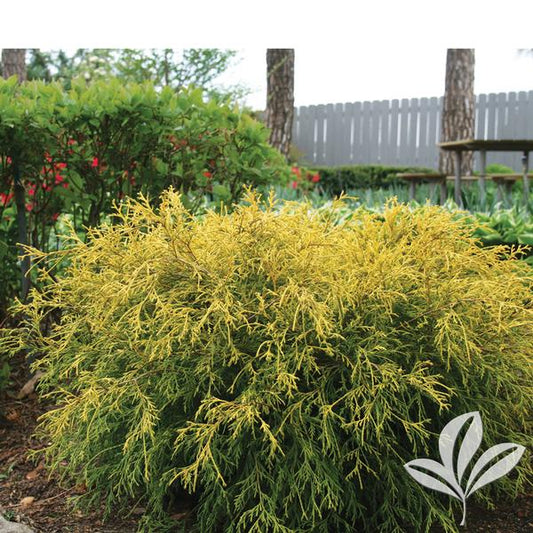 Falsecypress, Threadbranch 'King's Gold' (Chamaecyparis)