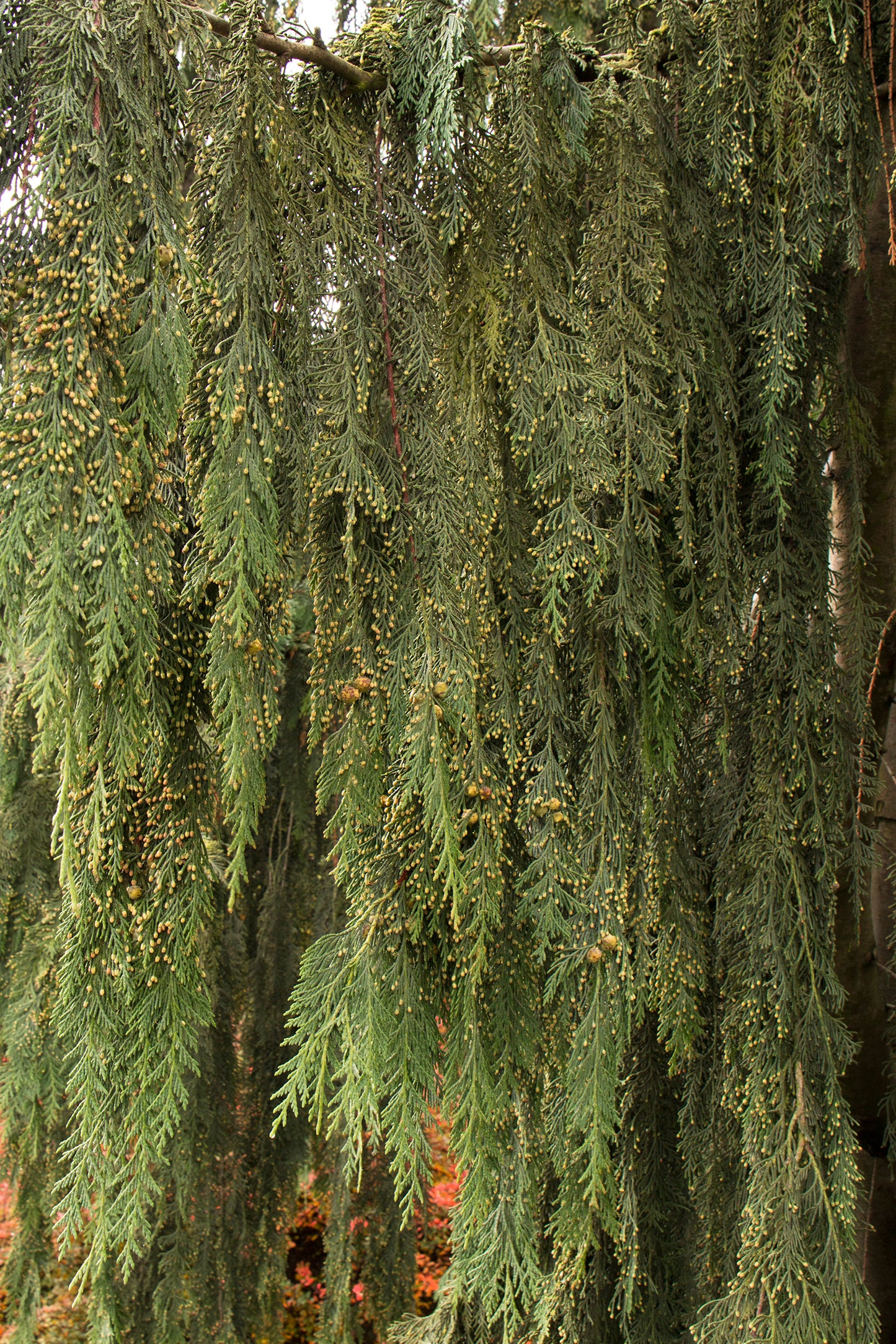 Chamaecyparis nootkatensis 'Pendula'