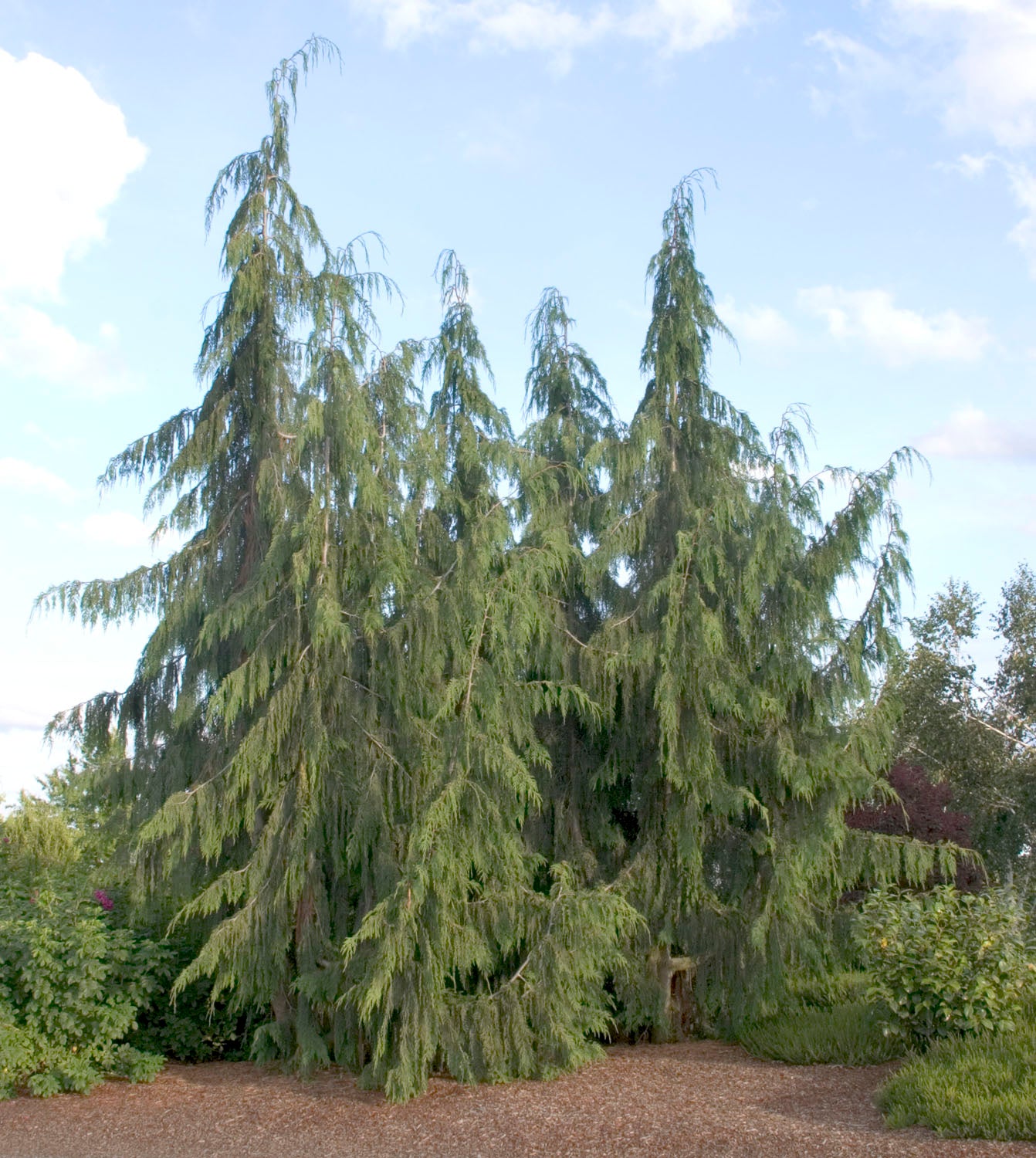 Chamaecyparis nootkatensis 'Pendula'