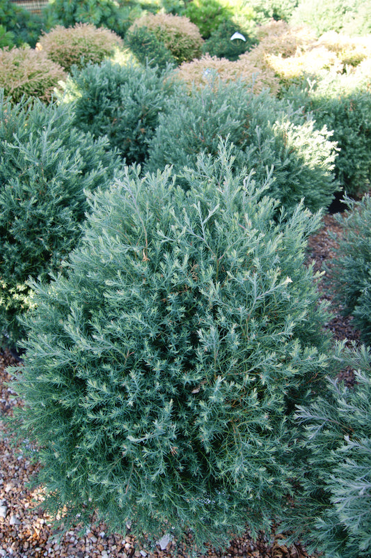 Cypress, White / Atlantic Cedar / Swamp Cedar 'Heatherbun' (Chamaecyparis)