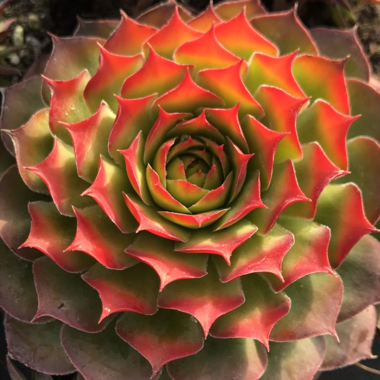 Sempervivum 'Chick Charms Gold Nugget'