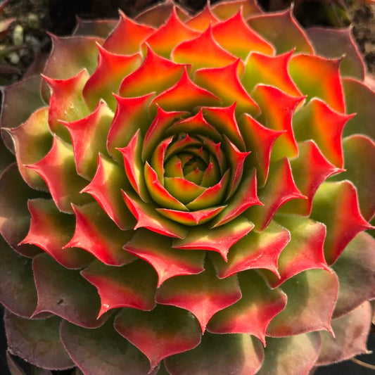 Sempervivum 'Chick Charms Gold Nugget'