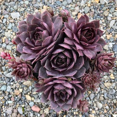 Sempervivum 'Chick Charms Plum Parfait'