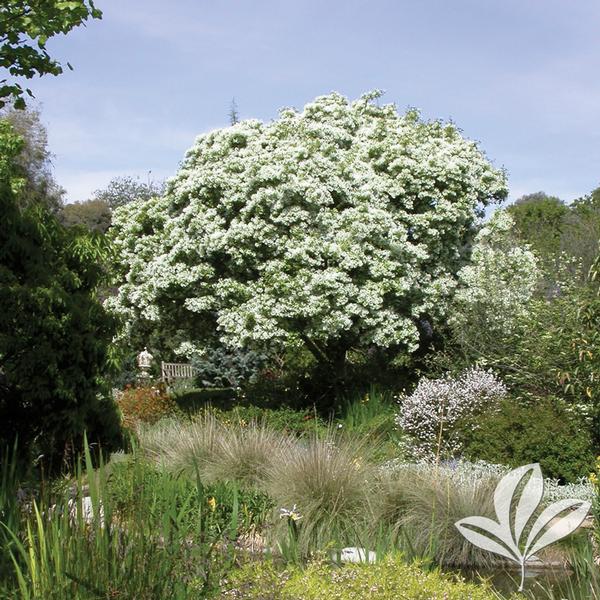 Chionanthus retusus