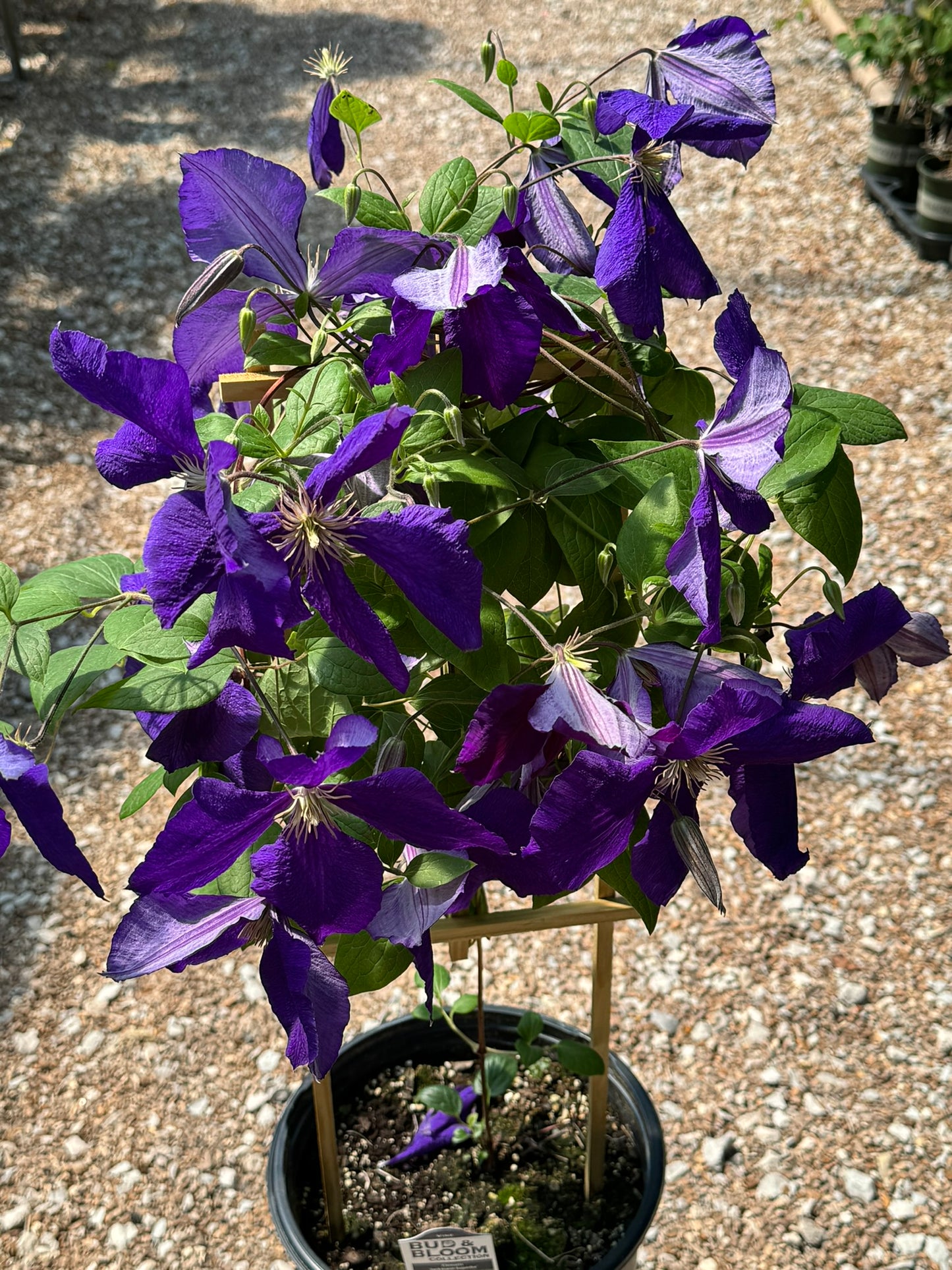 Vine, Clematis 'Jackmanii Superba' (Clematis)