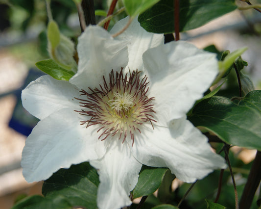 Clematis 'Raymond Evison Kitty'