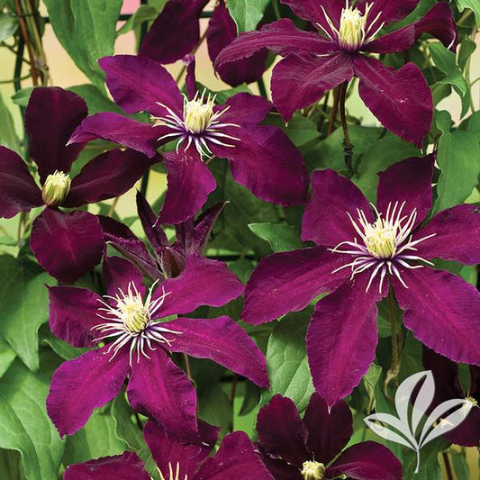 Clematis 'Niobe'