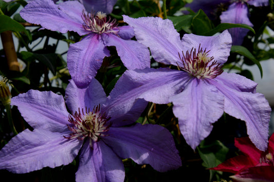 Clematis 'Raymond Evison Tumiani'