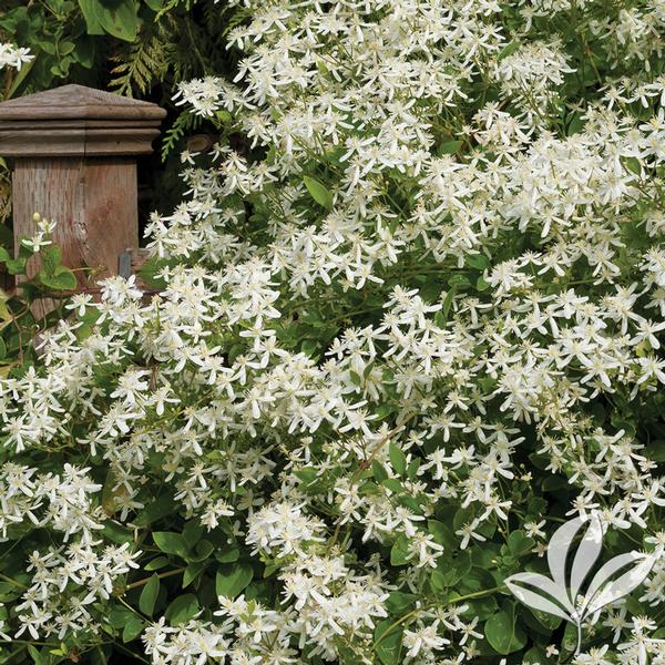 Clematis paniculata