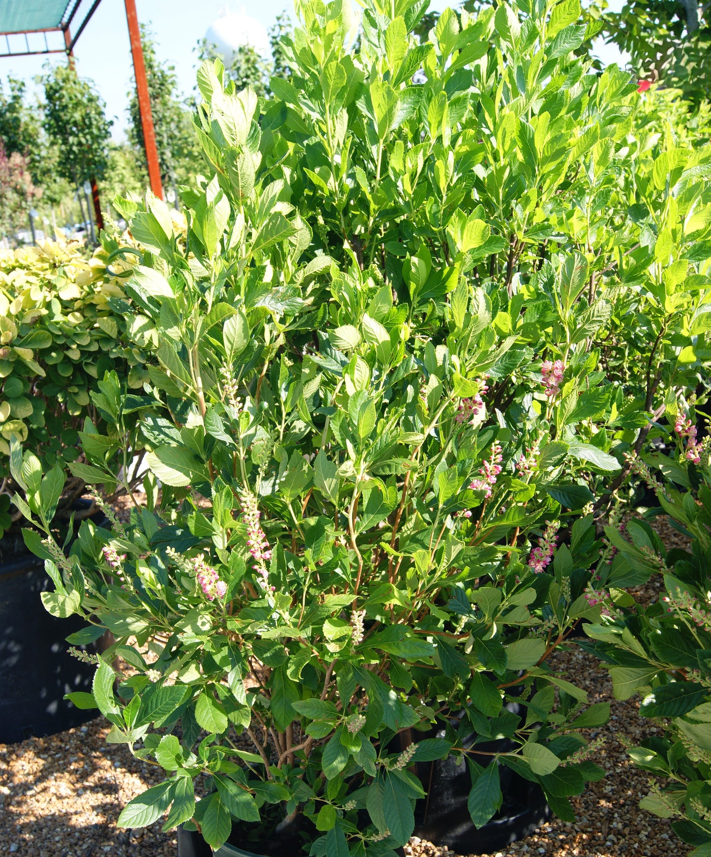 Summersweet, Bush 'Ruby Spice' (Clethra)