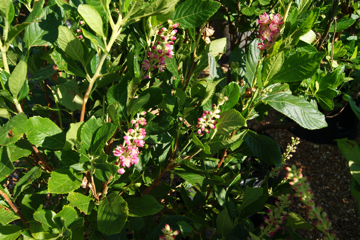 Clethra a. 'Ruby Spice'