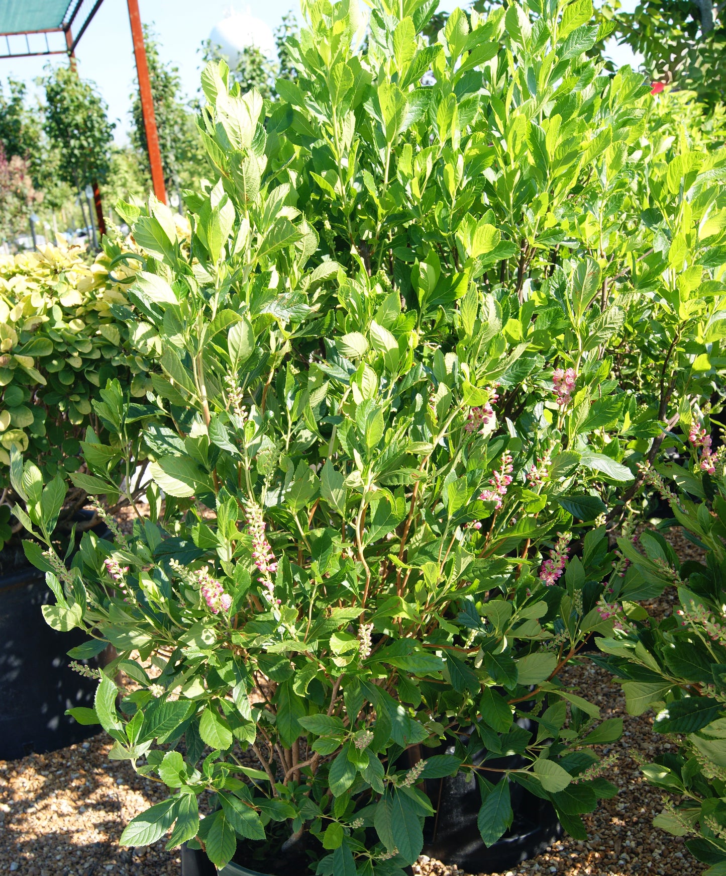 Clethra a. 'Ruby Spice'