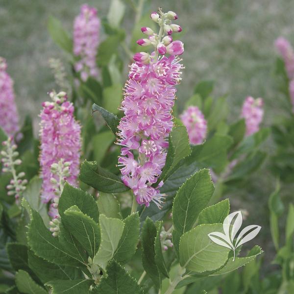 Summersweet, Bush 'Ruby Spice' (Clethra)
