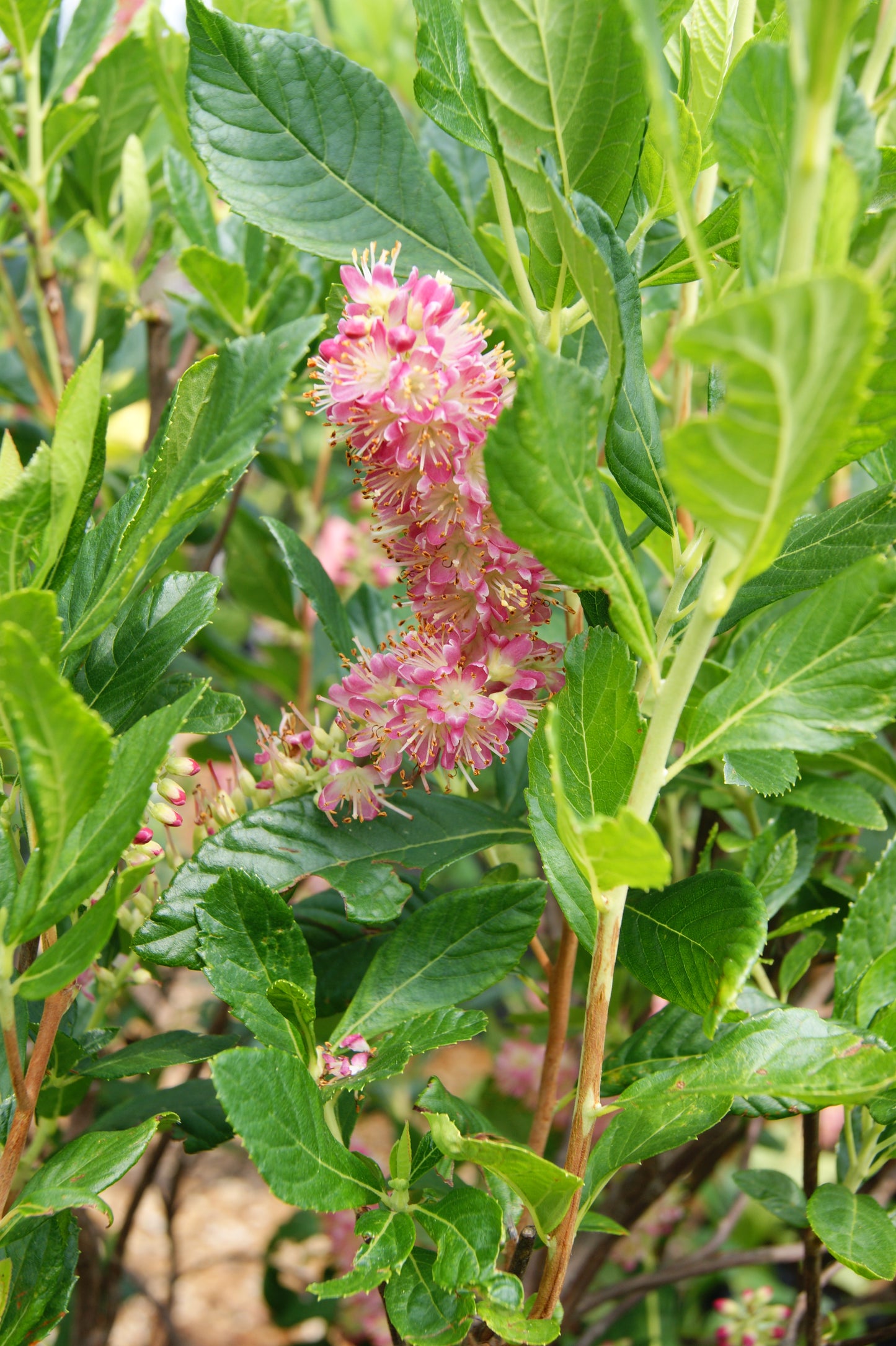 Clethra a. 'Ruby Spice'