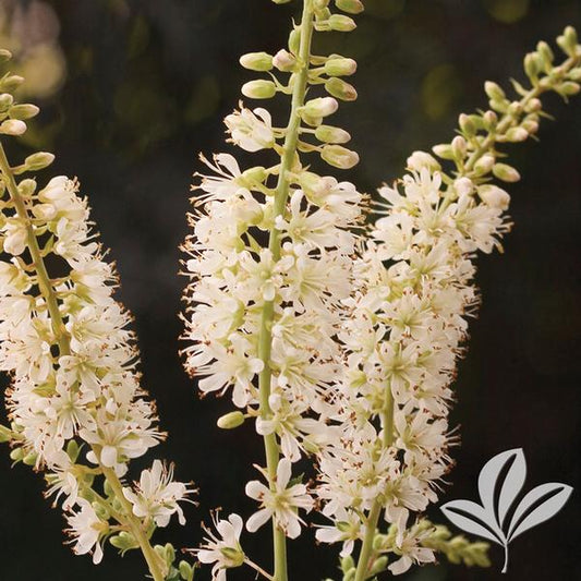 Clethra alnifolia 'Vanilla Spice'