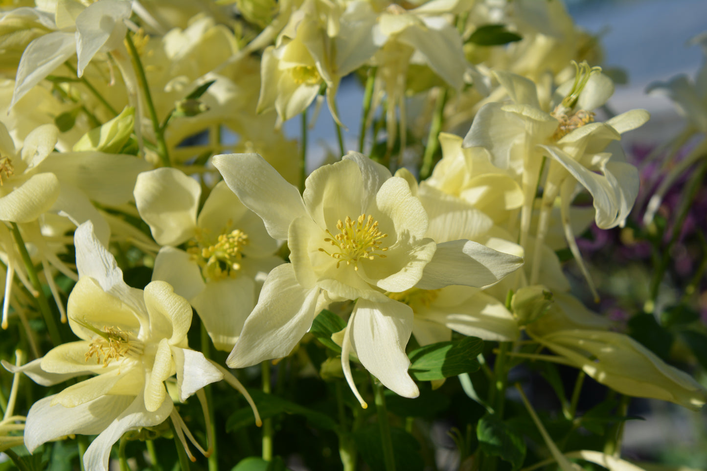 Aquilegia x 'Earlybird Yellow'