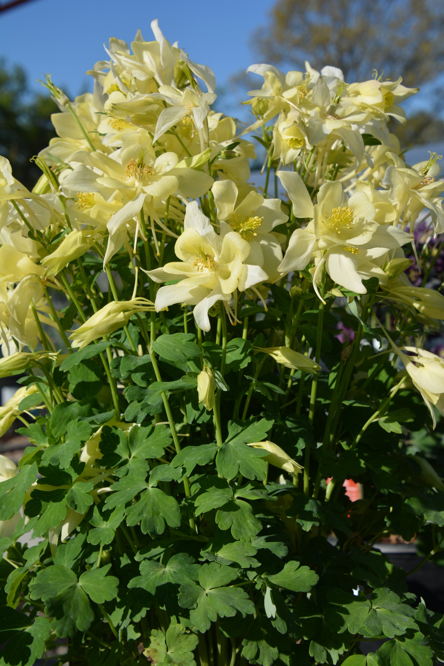 Aquilegia x 'Earlybird Yellow'