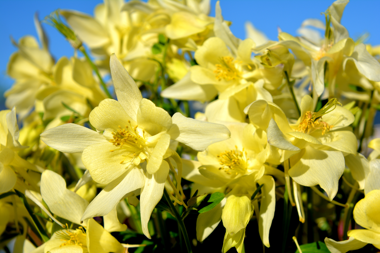 Aquilegia x 'Earlybird Yellow'