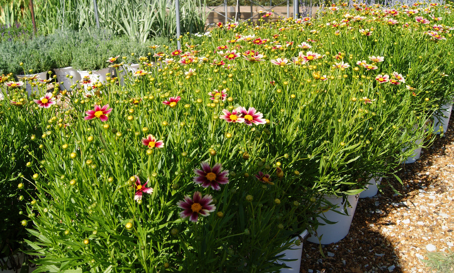 Coreopsis x 'Li'l Bang Candy Stripes'