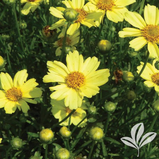 Coreopsis verticillata 'Creme Brulee'