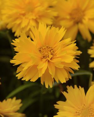 Coreopsis grandiflora 'Double the Sun'