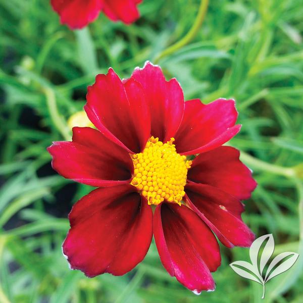 Coreopsis x rosea 'Big Bang Mercury Rising'