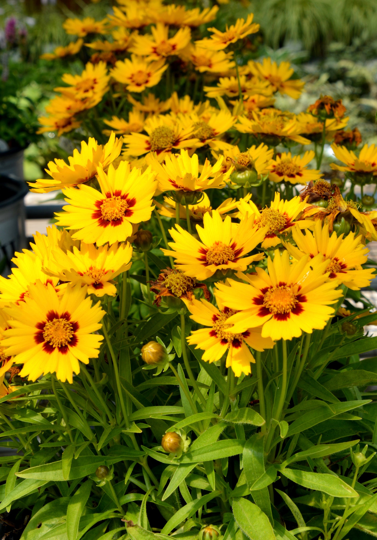 Coreopsis x 'UpTick Yellow & Red'