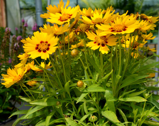 Coreopsis x 'UpTick Yellow & Red'