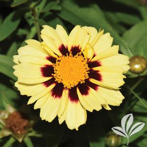 Coreopsis x 'UpTick Cream & Red'