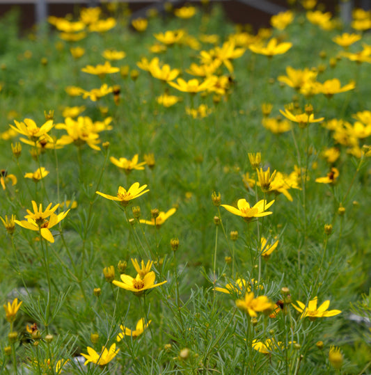 Coreopsis verticillata 'Zagreb'