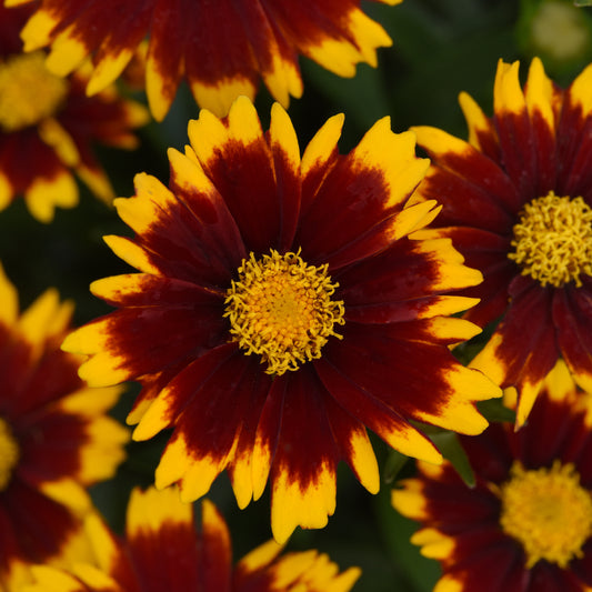 Tickseed, Hybrid 'UpTick Red' (Coreopsis)