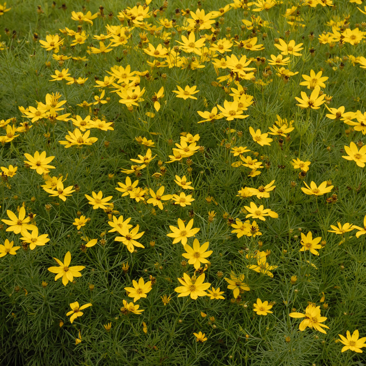 Tickseed, Whorled Threadleaf 'Zagreb' (Coreopsis)