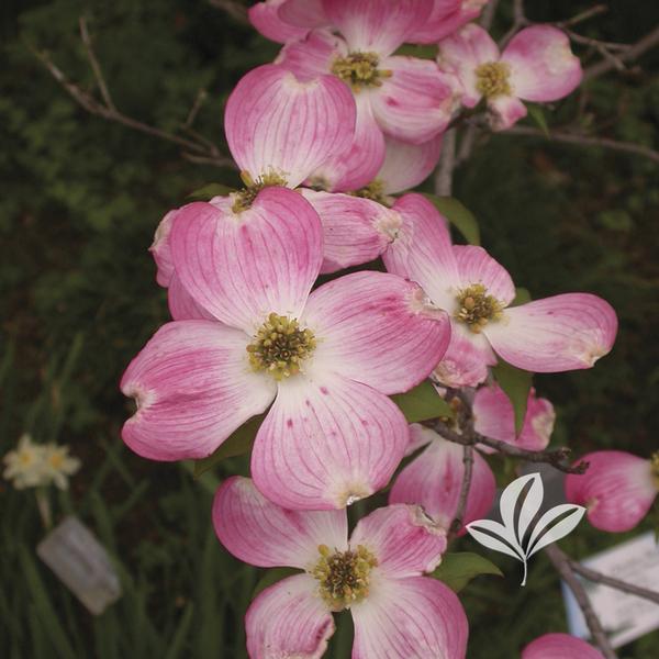 Cornus florida 'Cherokee Brave'