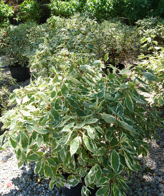 Cornus alba 'Ivory Halo'