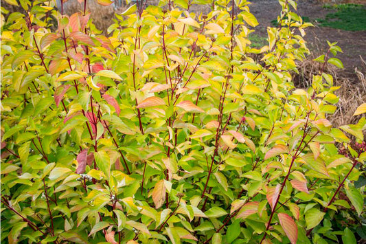 Cornus alba 'Prairie Fire'