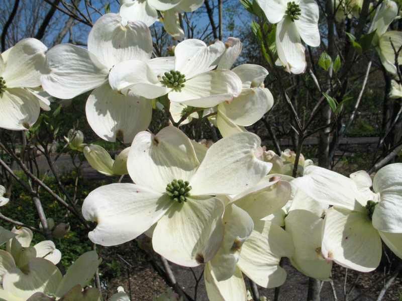 Cornus florida 'Cherokee Princess'