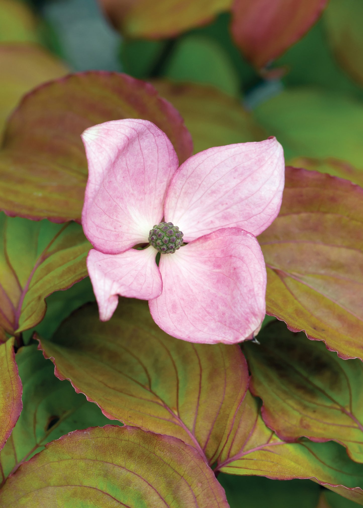 Cornus kousa 'Heart Throb'