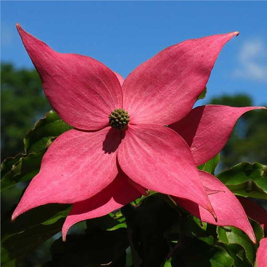 Cornus kousa 'Scarlet Fire'