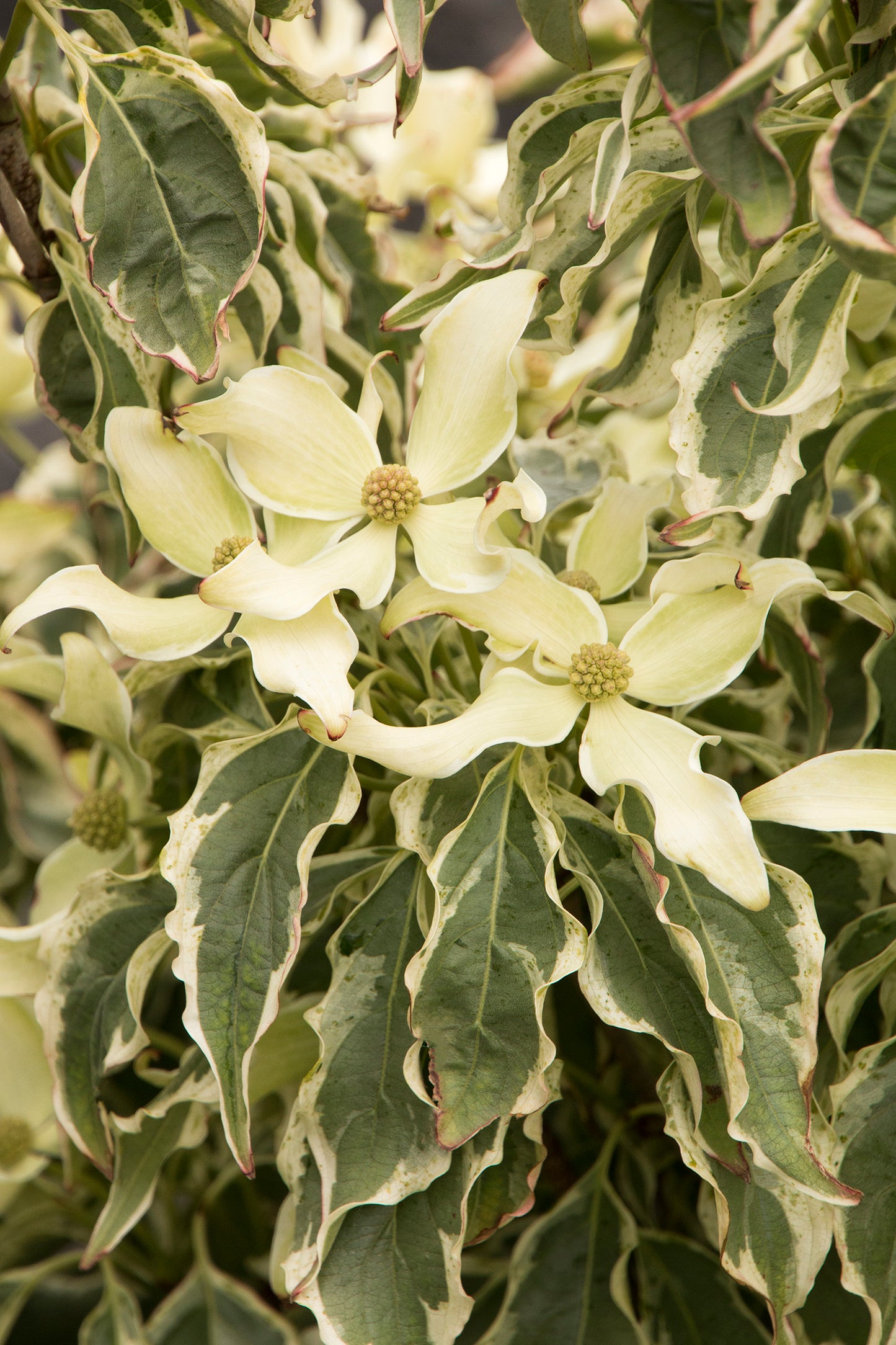 Cornus k. 'Wolf Eyes'