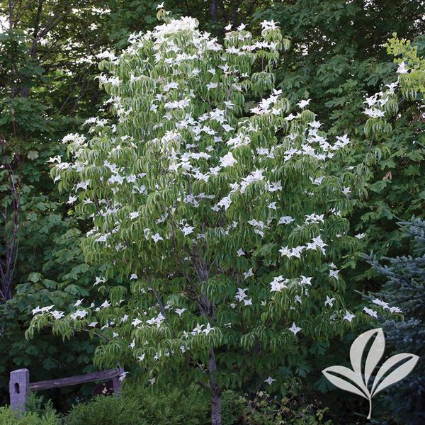 Cornus kousa