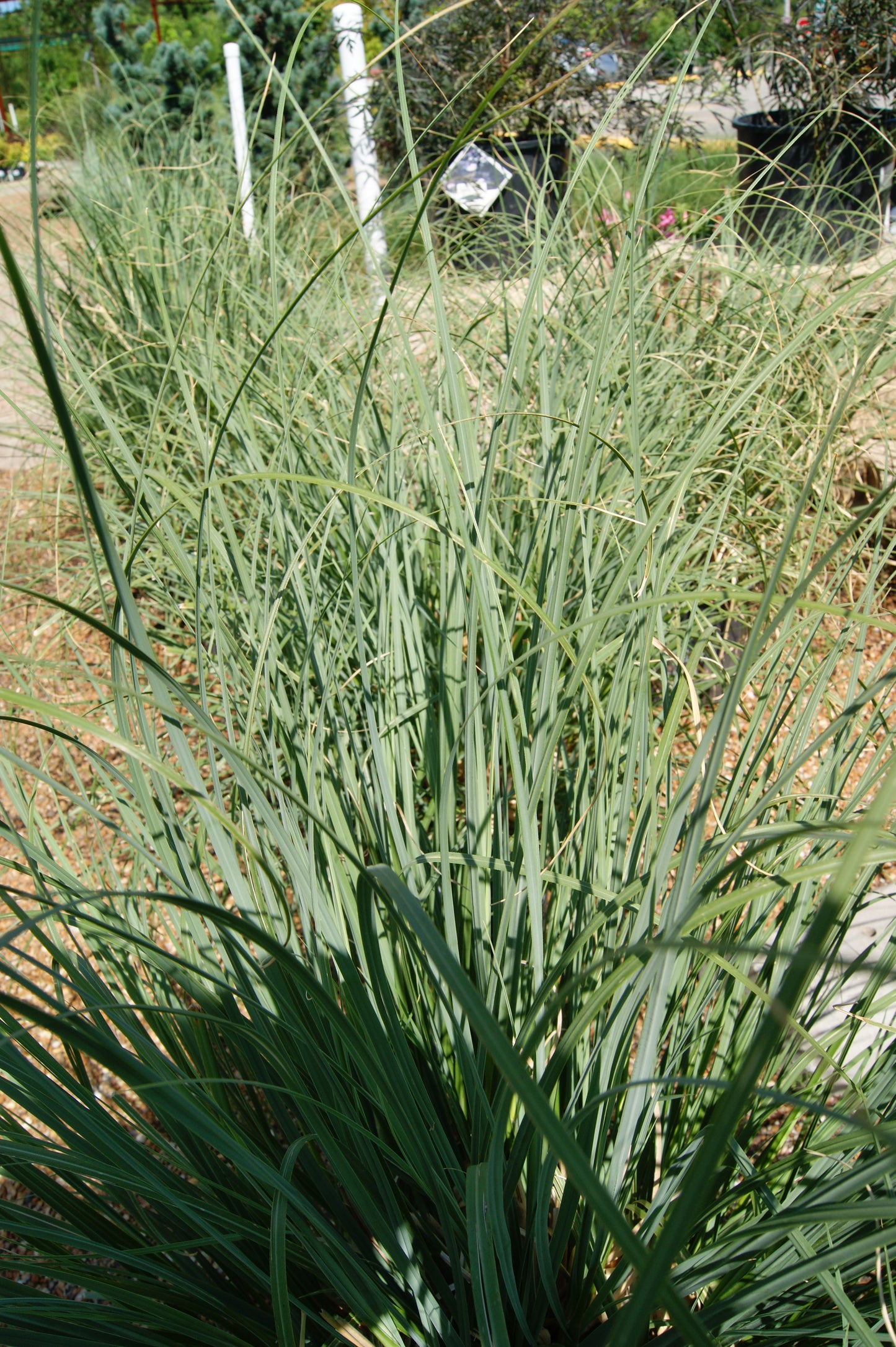 Cortaderia selloana 'Blue Bayou'