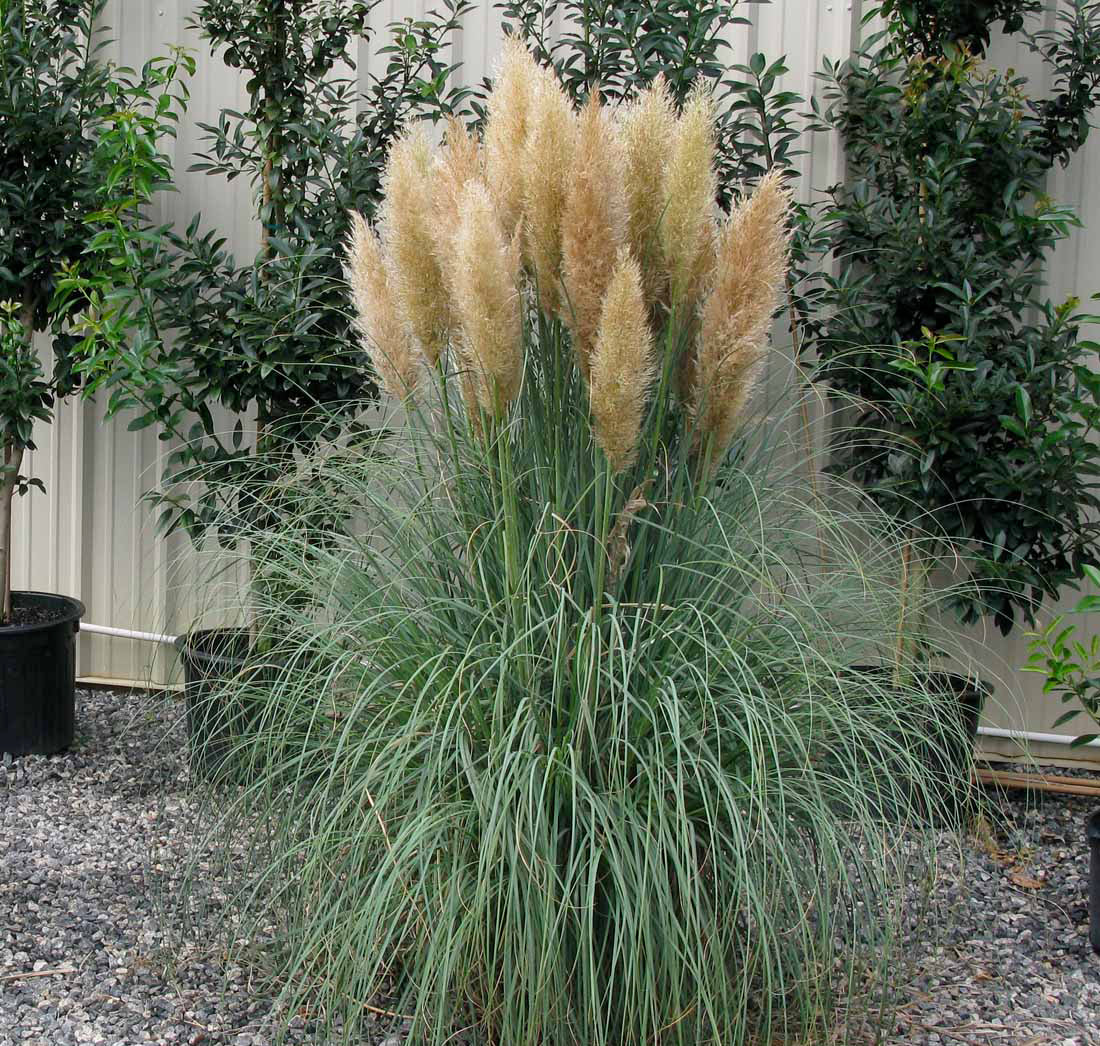 Cortaderia selloana 'Blue Bayou'