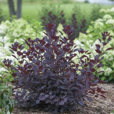 Cotinus coggygria 'Winecraft Black'