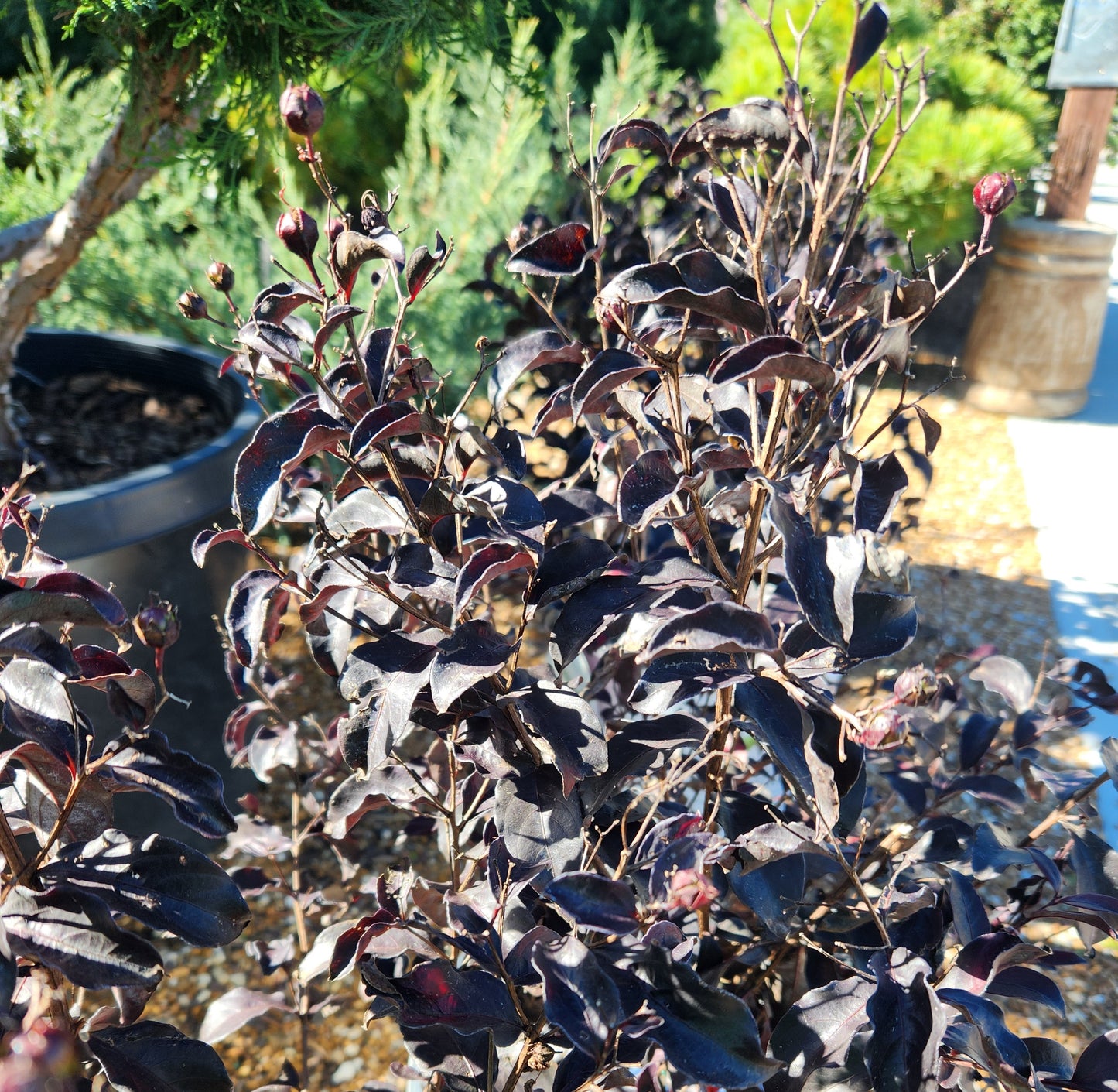Crape Myrtle 'Center Stage Red' (Lagerstroemia)
