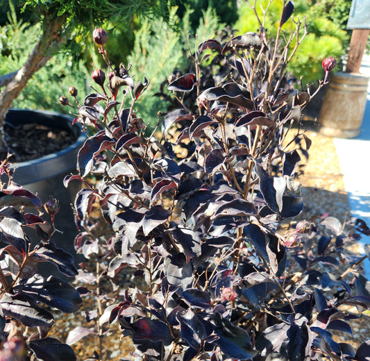 Crape Myrtle 'Center Stage Red' (Lagerstroemia)