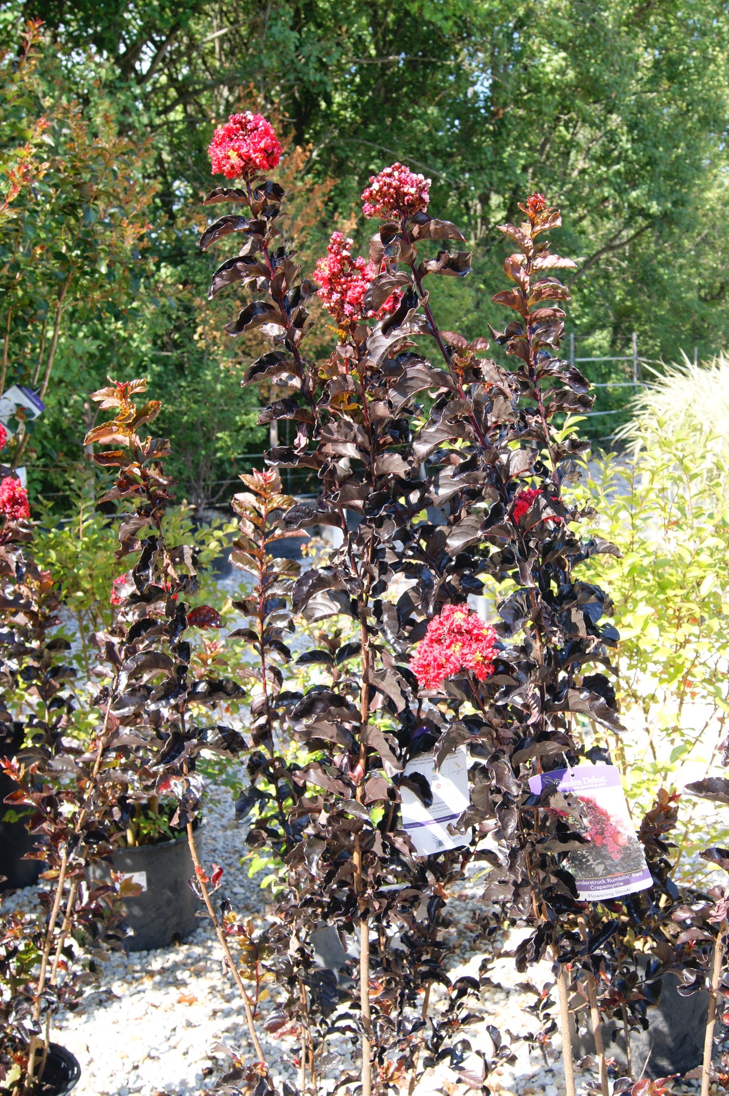 Lagerstroemia 'Thunderstruck Ramblin' Red'