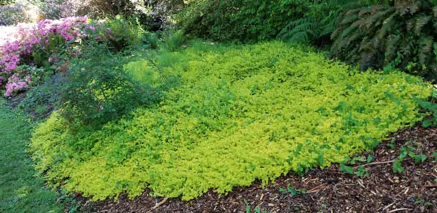 Lysimachia nummularia 'Aurea'