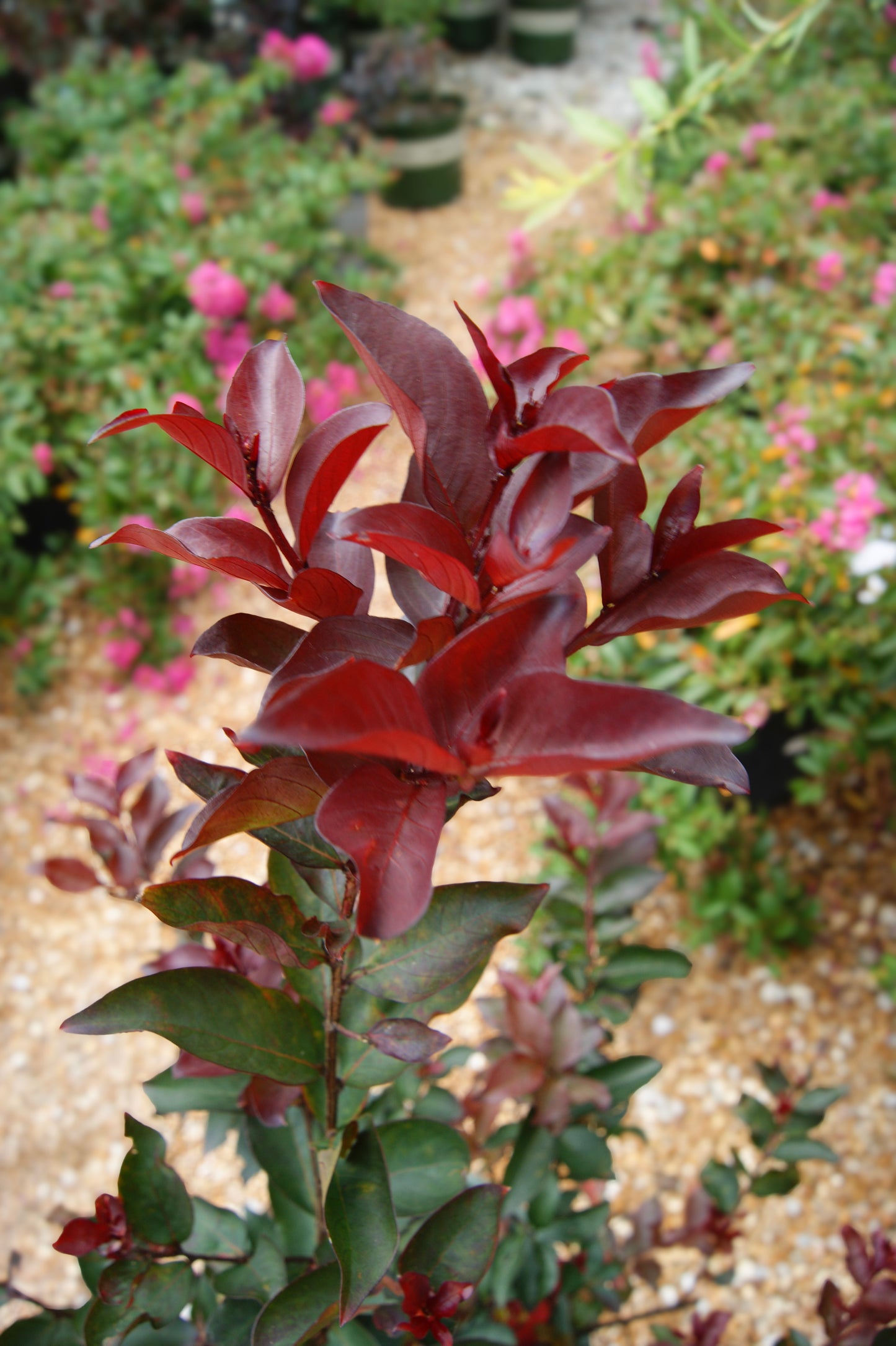 Lagerstroemia 'Dynamite'