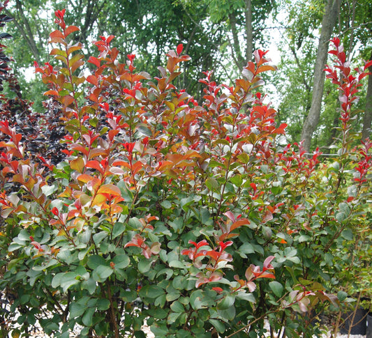Crape Myrtle 'Rhapsody n Pink' (Lagerstroemia)