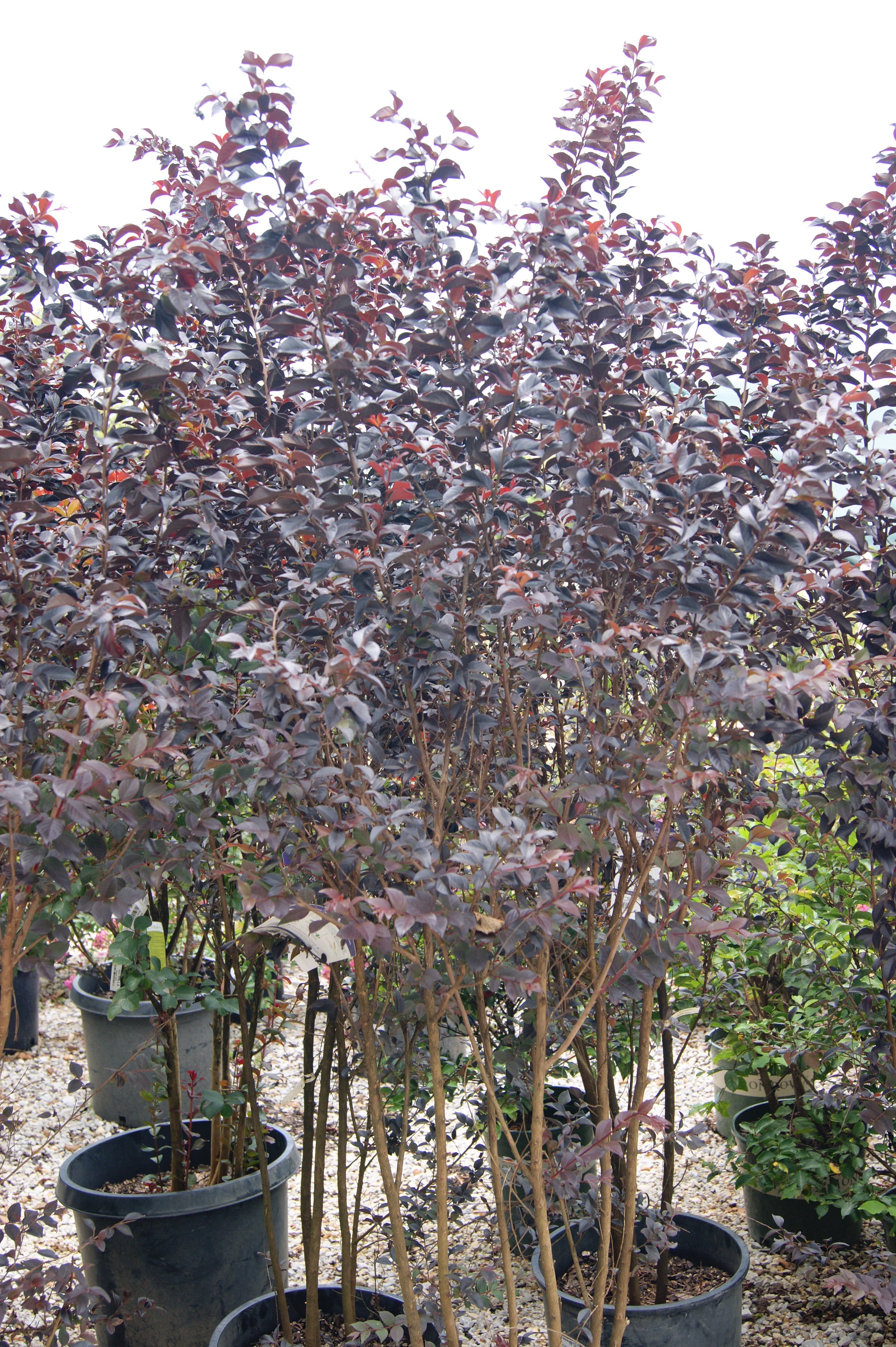 thunderstruck lavender blast crape myrtle tree Crape Myrtle 'Thunderstruck White Flash' (Lagerstroemia) – Passiglia Landscape, Nursery & Garden Center